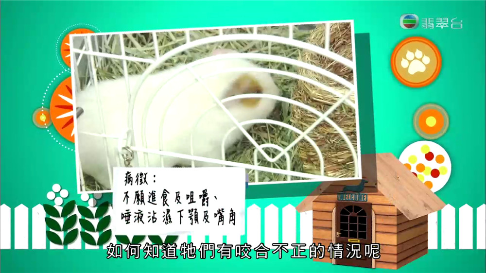 安卓掌上TV 全网电视免费看